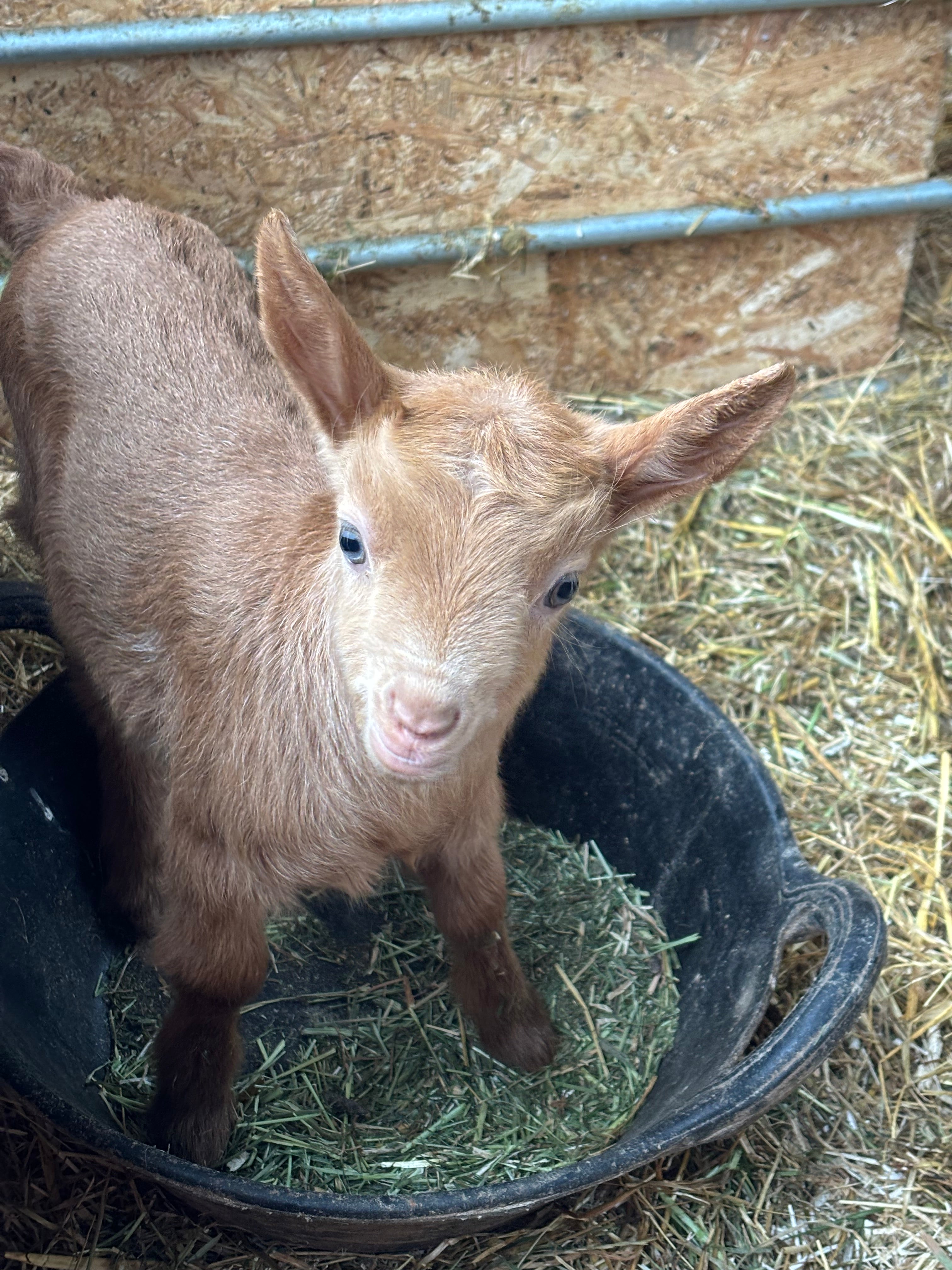 Welcoming our latest Royal Golden Guernsey kids